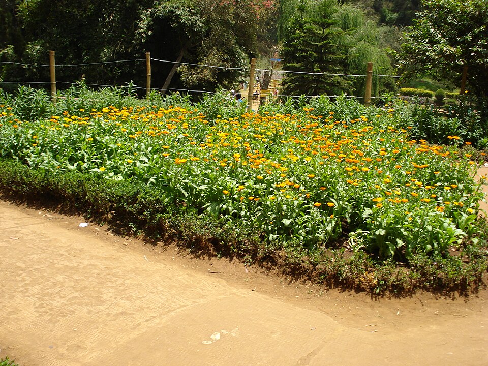 Sim's Park and Tea Gardens Coonoor