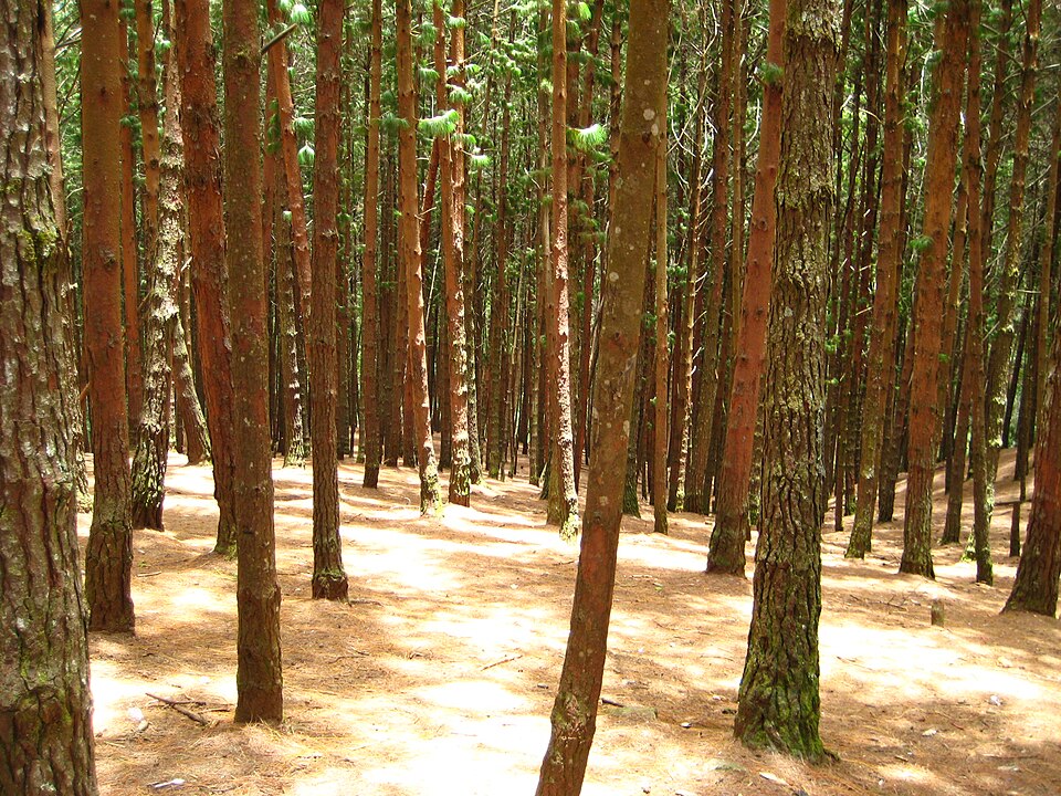 Serene Tall Pine Forest Woodlands