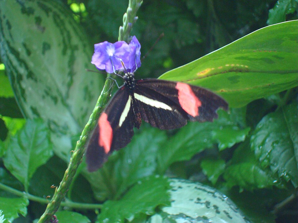 Tropical Butterfly Park Trichy