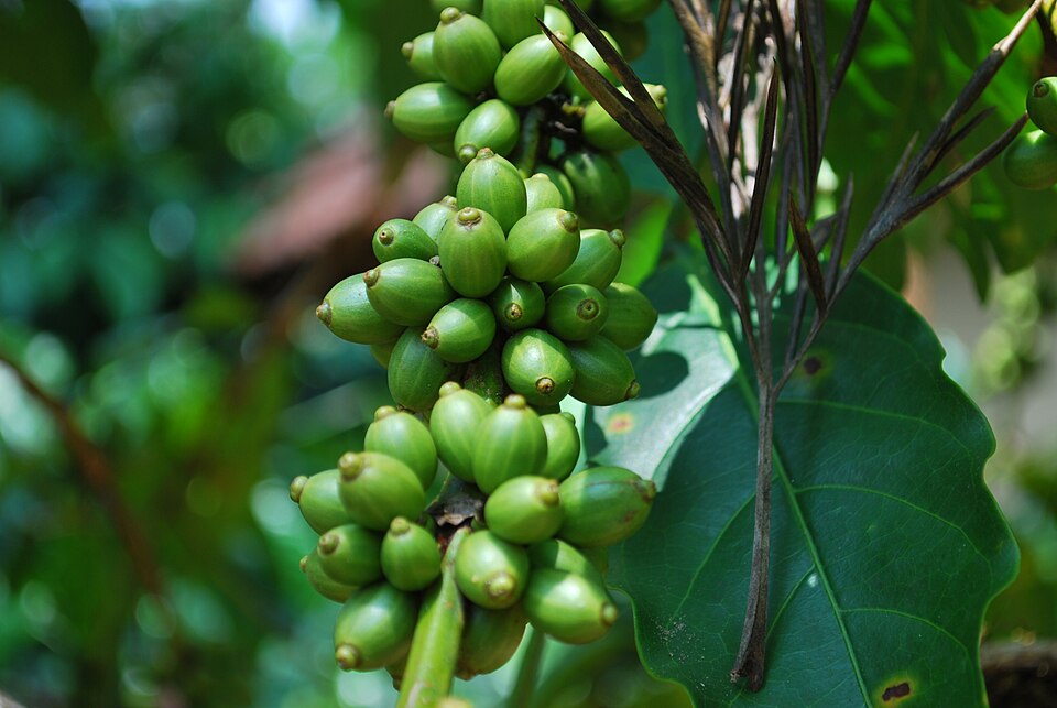 Yercaud Coffee & Spice Plantations